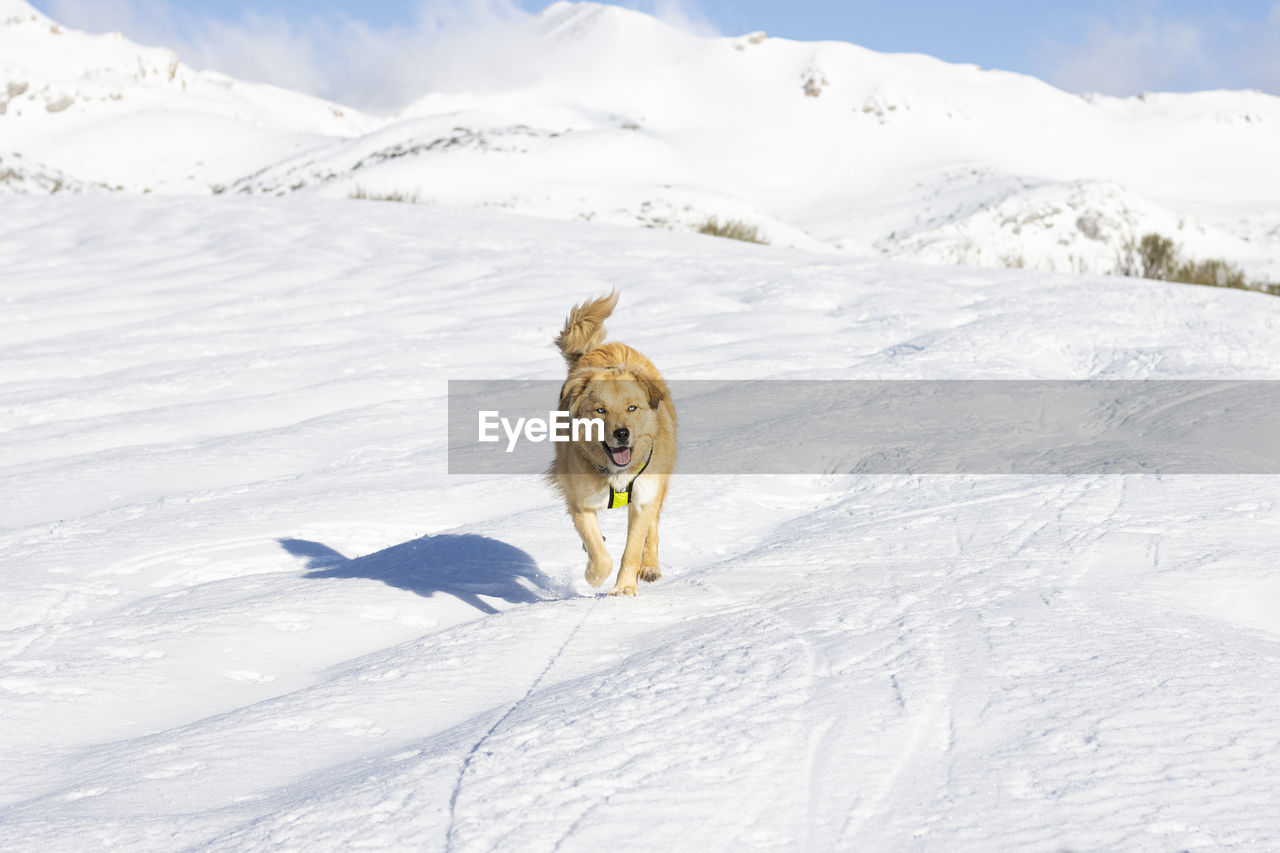 Cream colored border collie cross dog in the snow