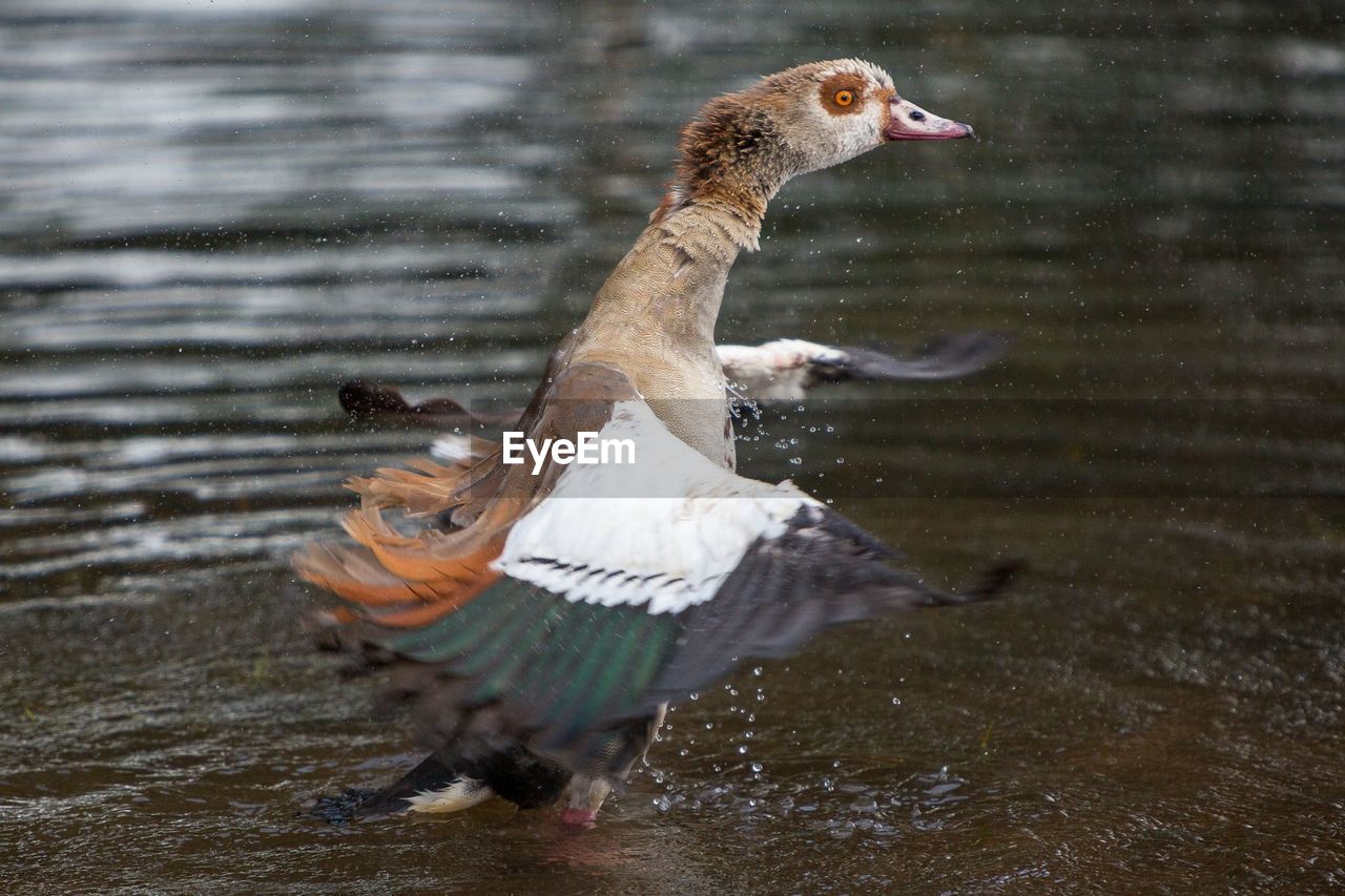 Bird flapping wings in lake