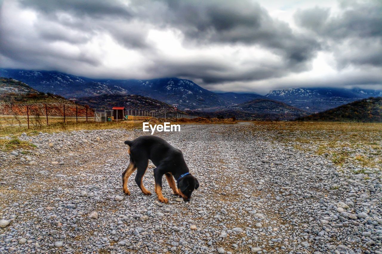 DOG STANDING IN MOUNTAINS