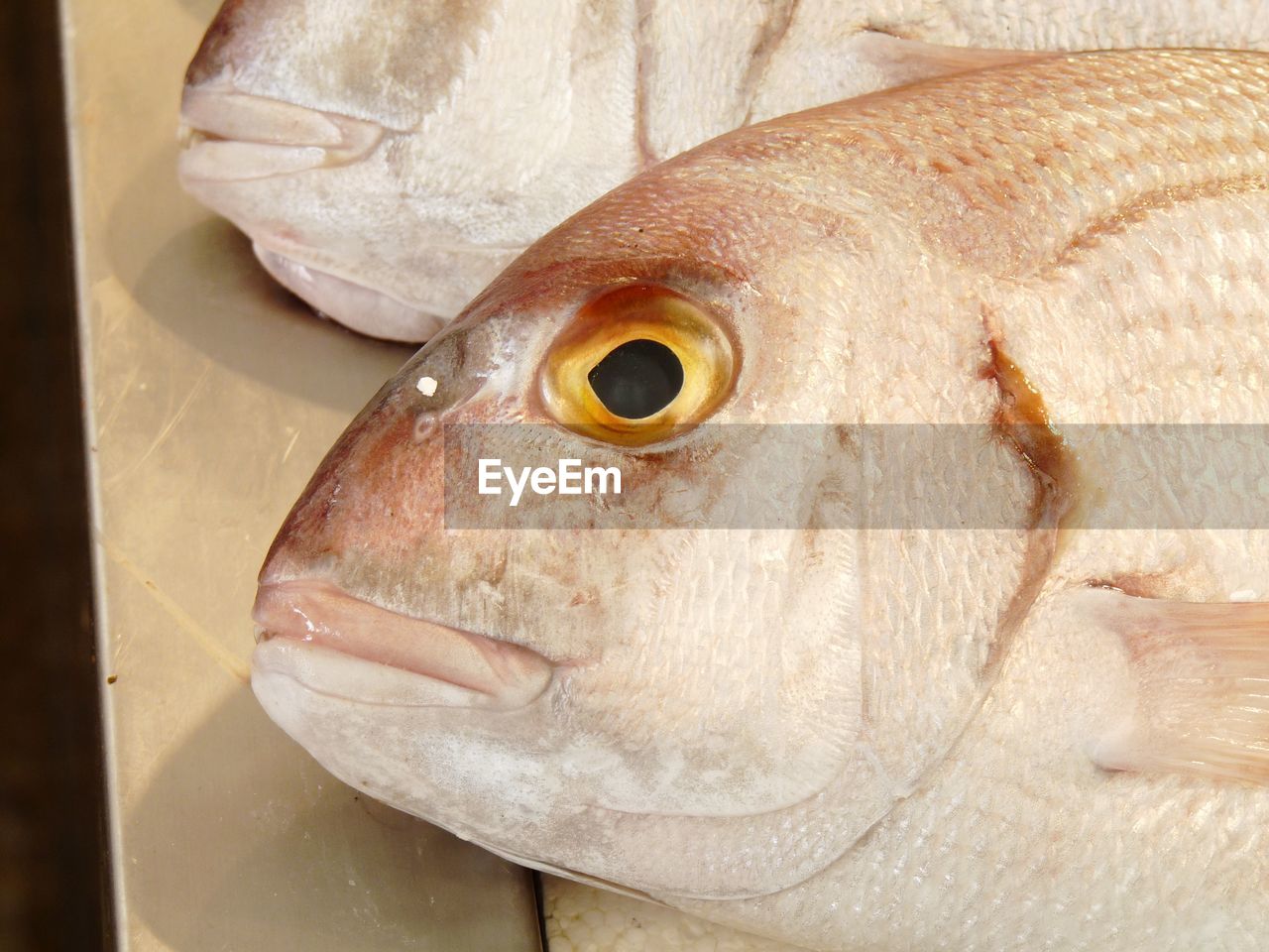 CLOSE-UP OF DEAD FISH ON TRAY