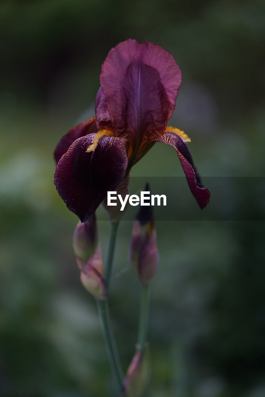 Close up of dark violet iris flower with yellow beard