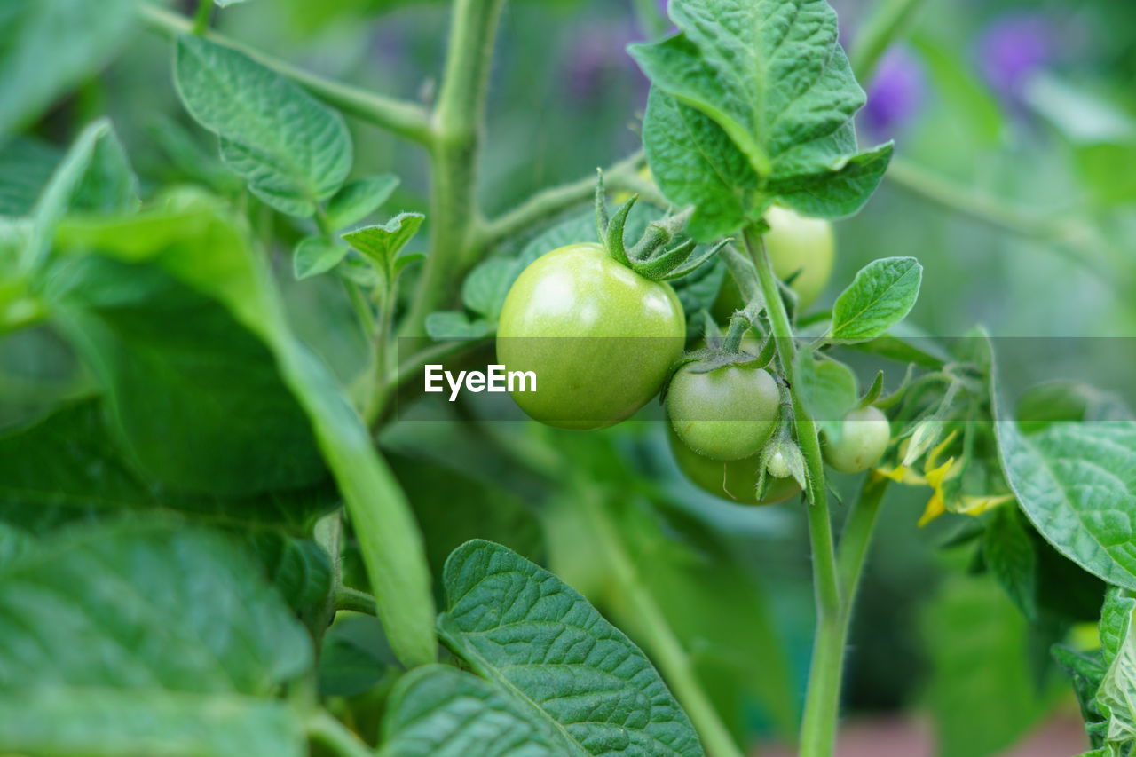 Close-up of fresh green tomato plant in hothouse 