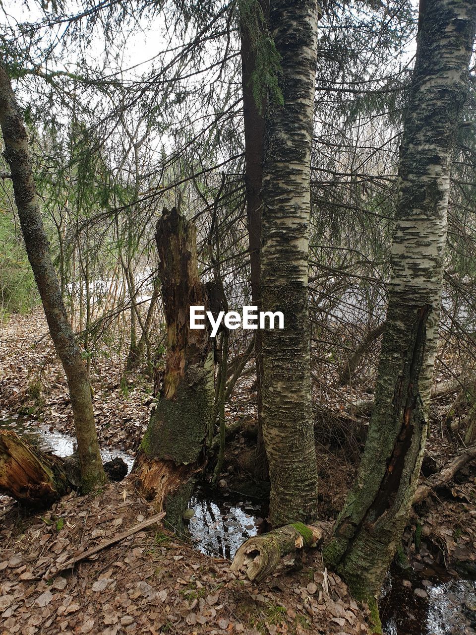 LOW ANGLE VIEW OF TREES GROWING IN FOREST