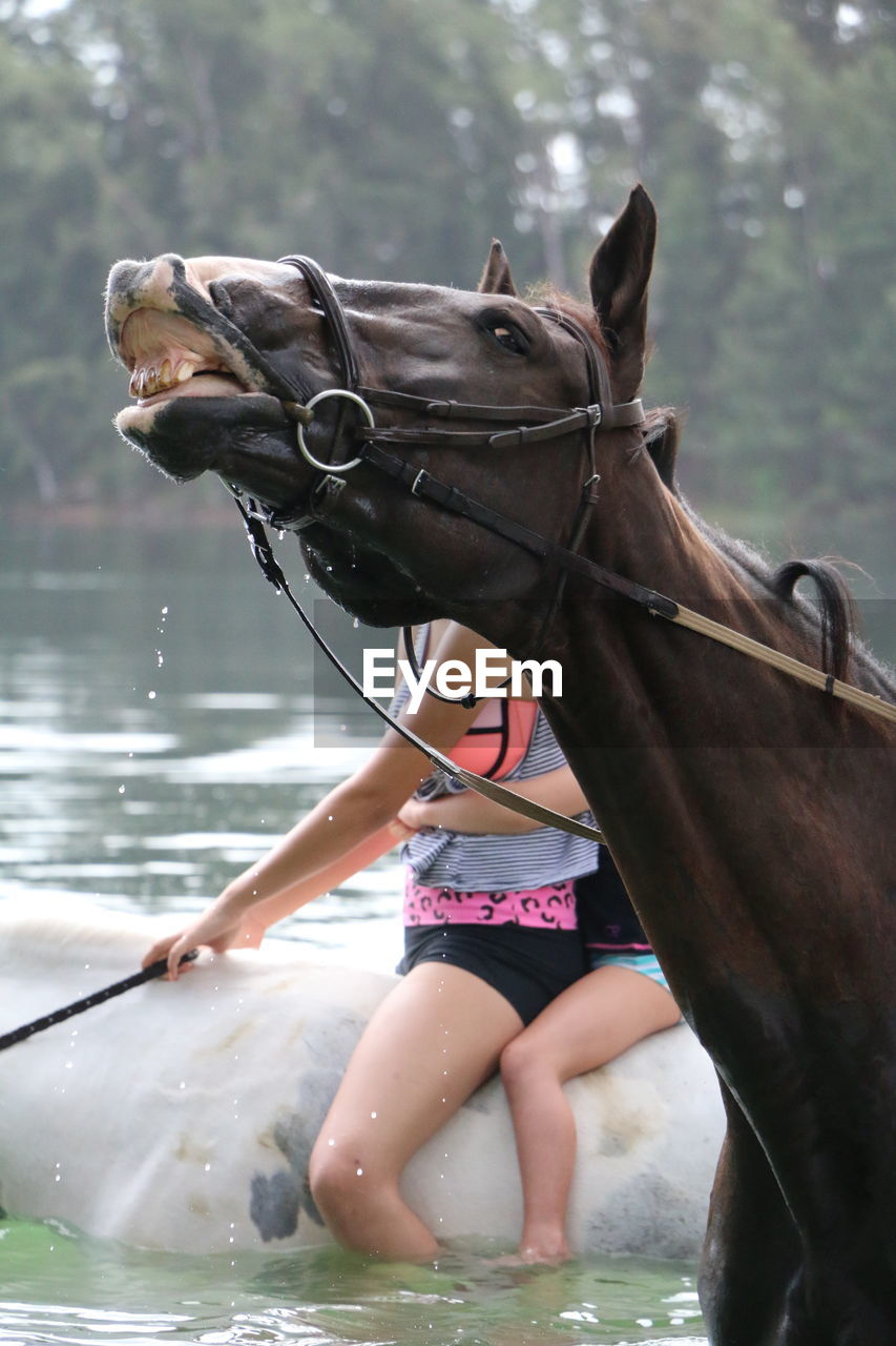 Horse looking up phlegm response showing teeth with rider on top 