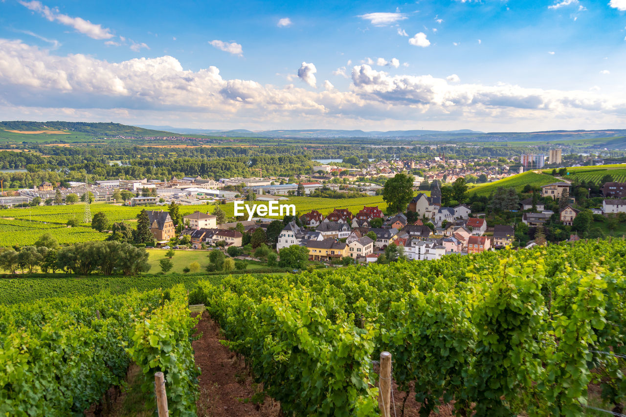 Panoramic view of vineyard against sky, schloss johannisberg