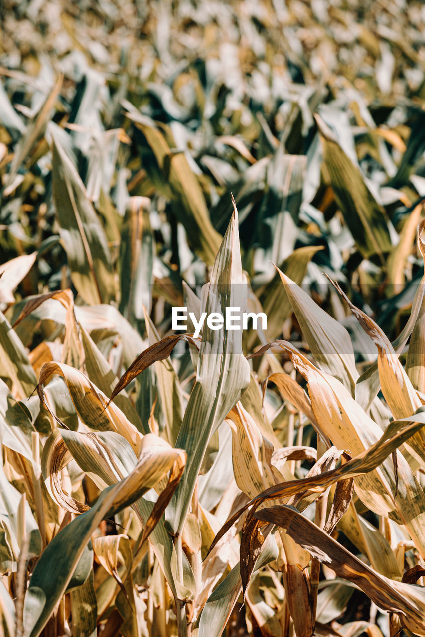 FULL FRAME SHOT OF STALKS ON FIELD