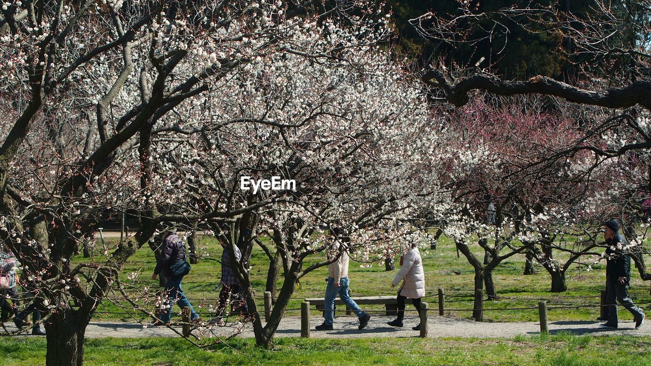 People walking on pathway amidst trees at park