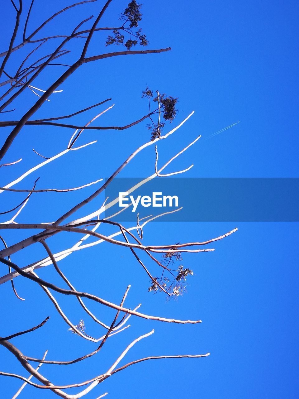 LOW ANGLE VIEW OF TREE BRANCHES AGAINST BLUE SKY