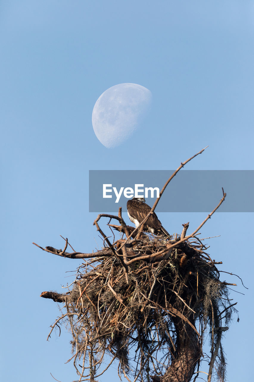 Waxing gibbous half moon over an osprey bird pandion haliaetus as it perches in a nest above a marsh
