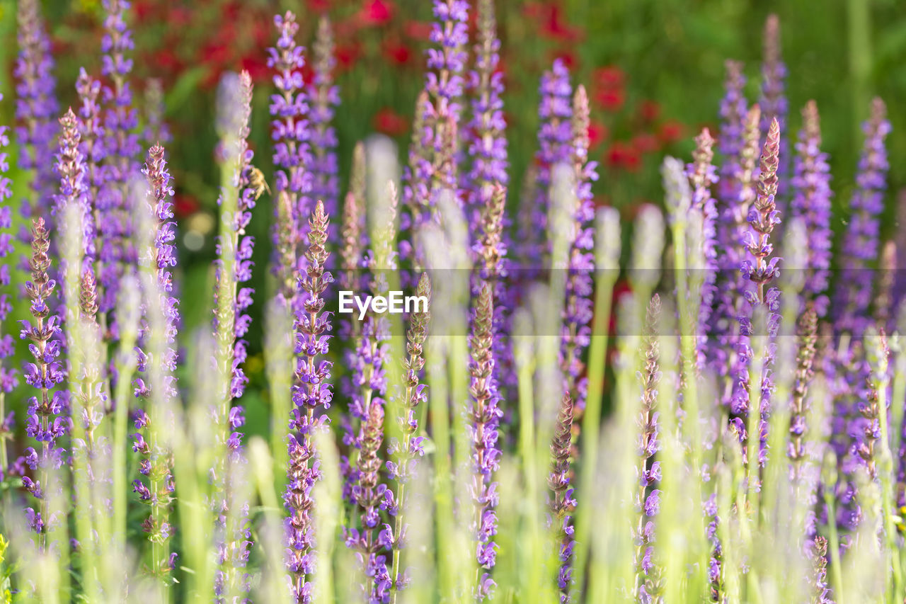 CLOSE-UP OF PURPLE FLOWERING PLANTS