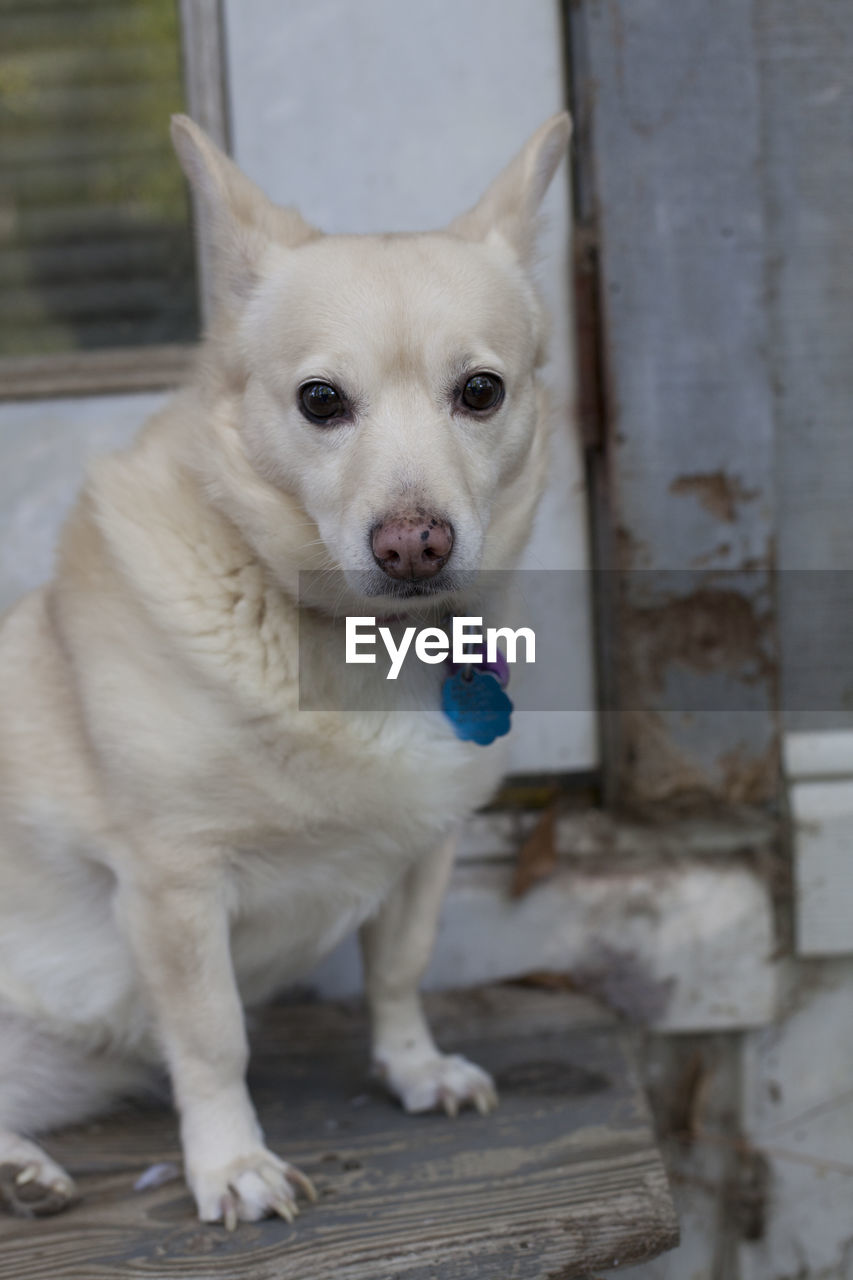 White dog sitting on steps