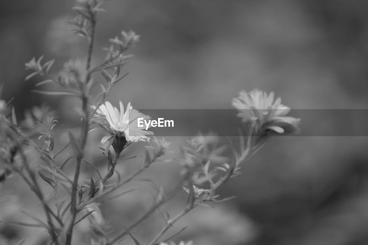 Close-up of flowering plants on field