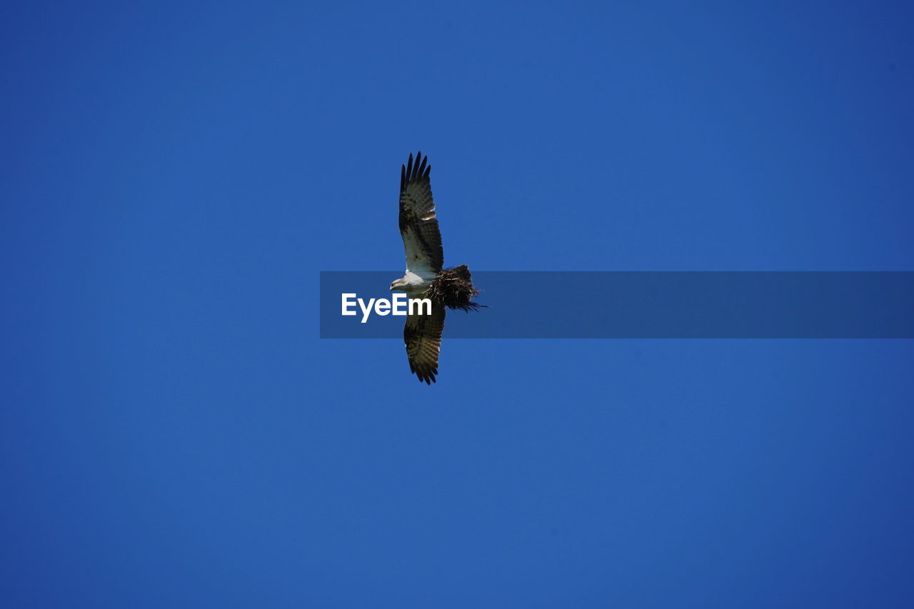 LOW ANGLE VIEW OF EAGLE FLYING