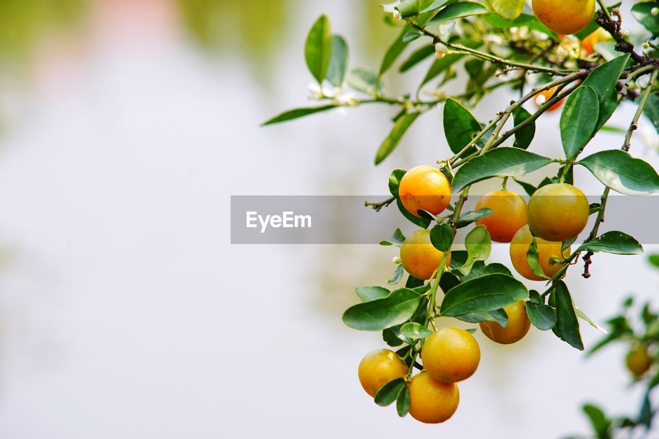 Low angle view of fruits growing on tree