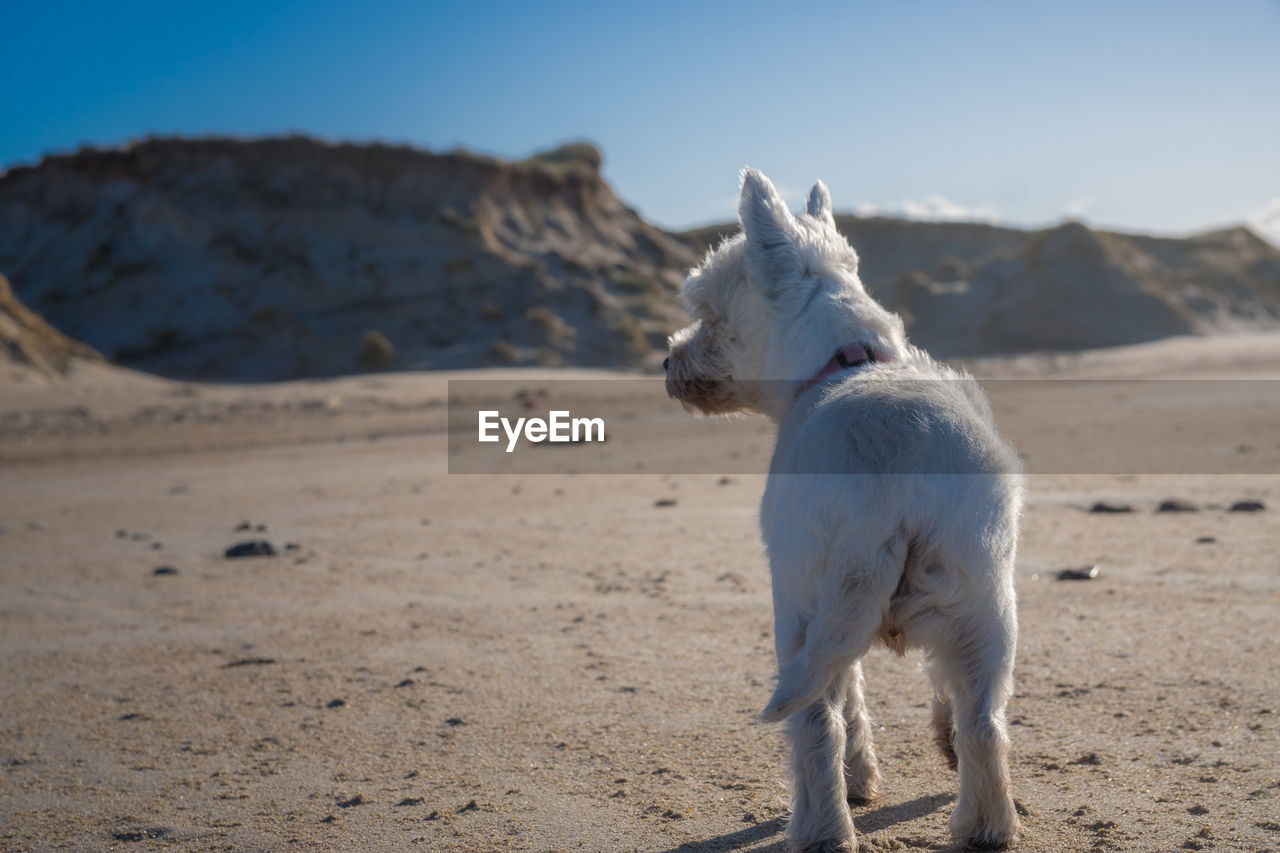 Close-up of dog on sand