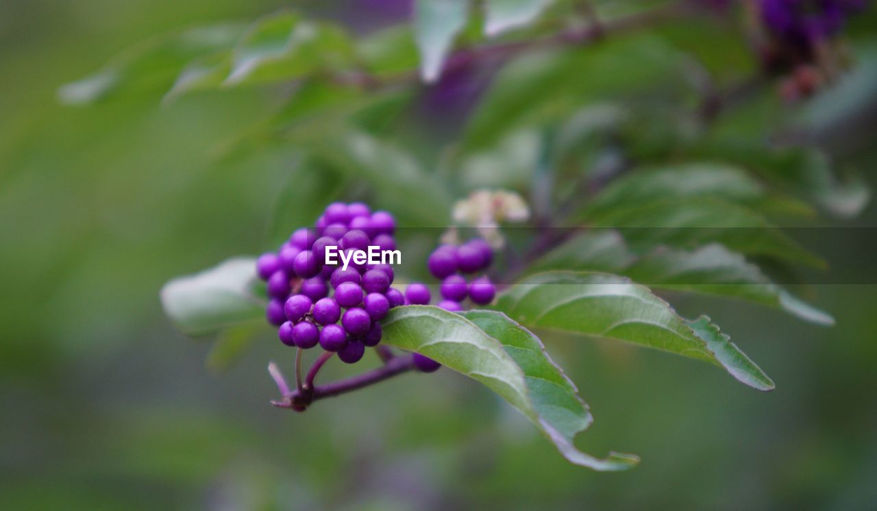 Close-up of plant