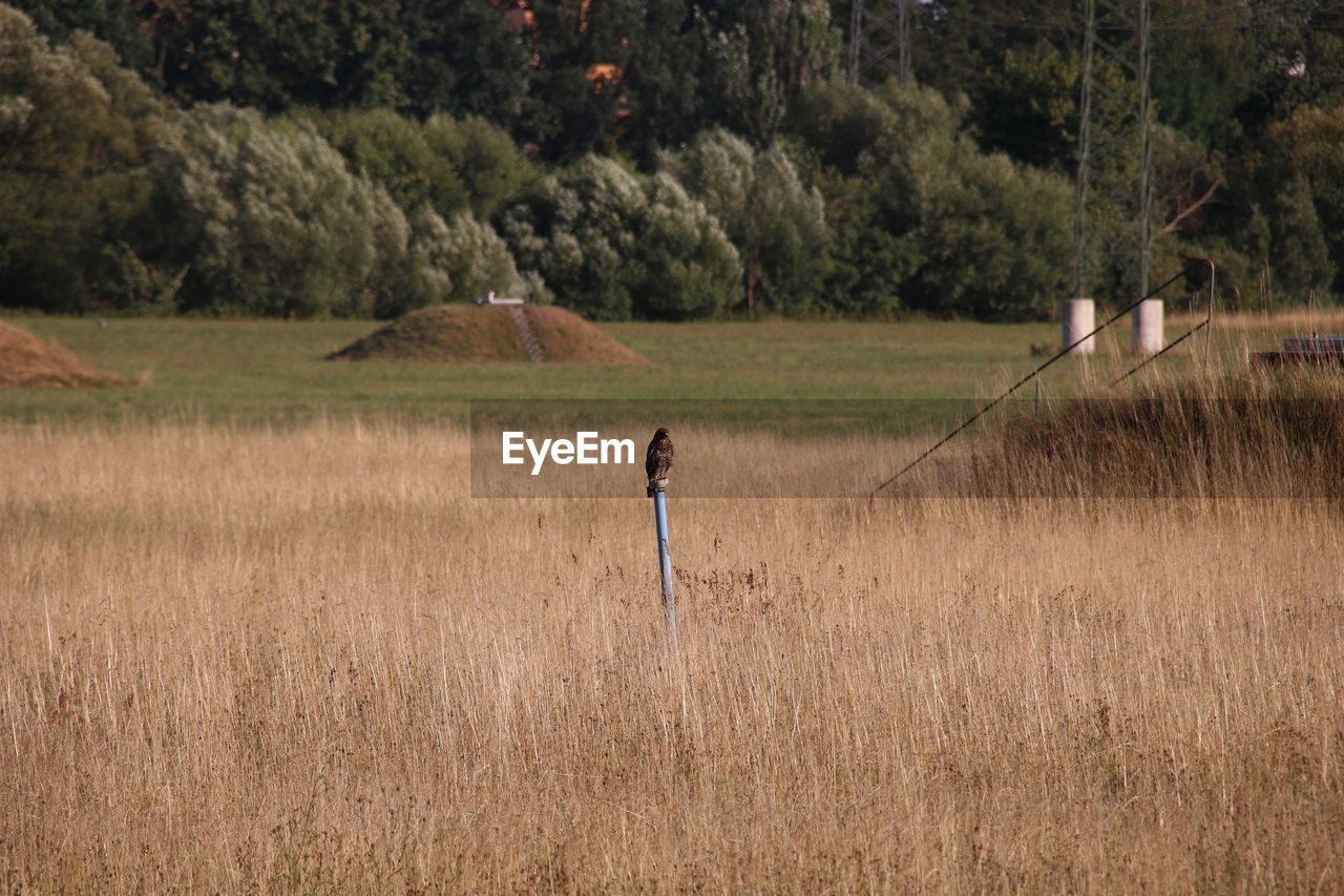 Side view of birds perching pole in field
