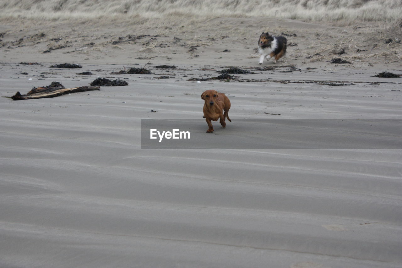 TWO DOGS RUNNING ON BEACH