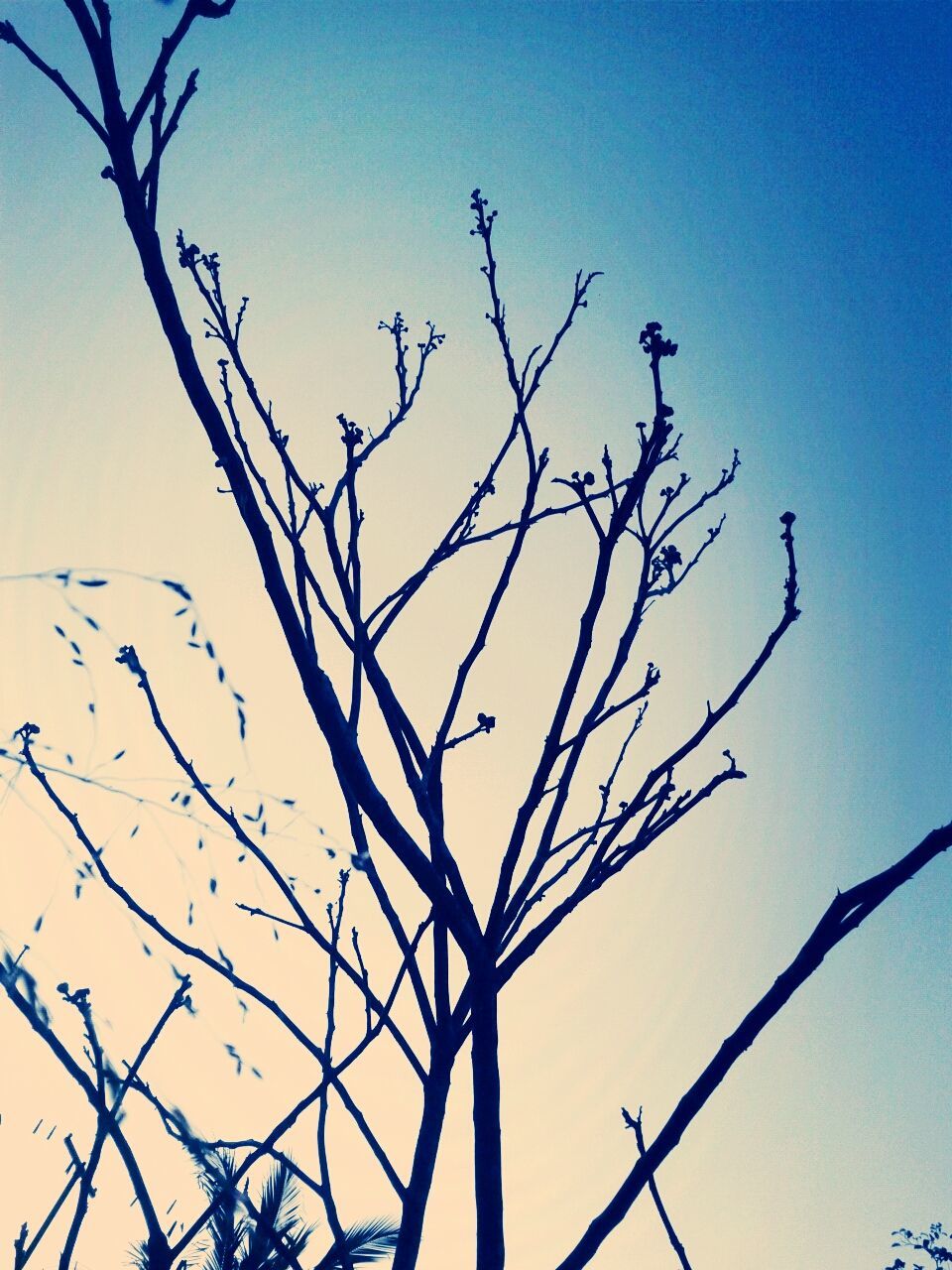 LOW ANGLE VIEW OF BARE TREES AGAINST BLUE SKY