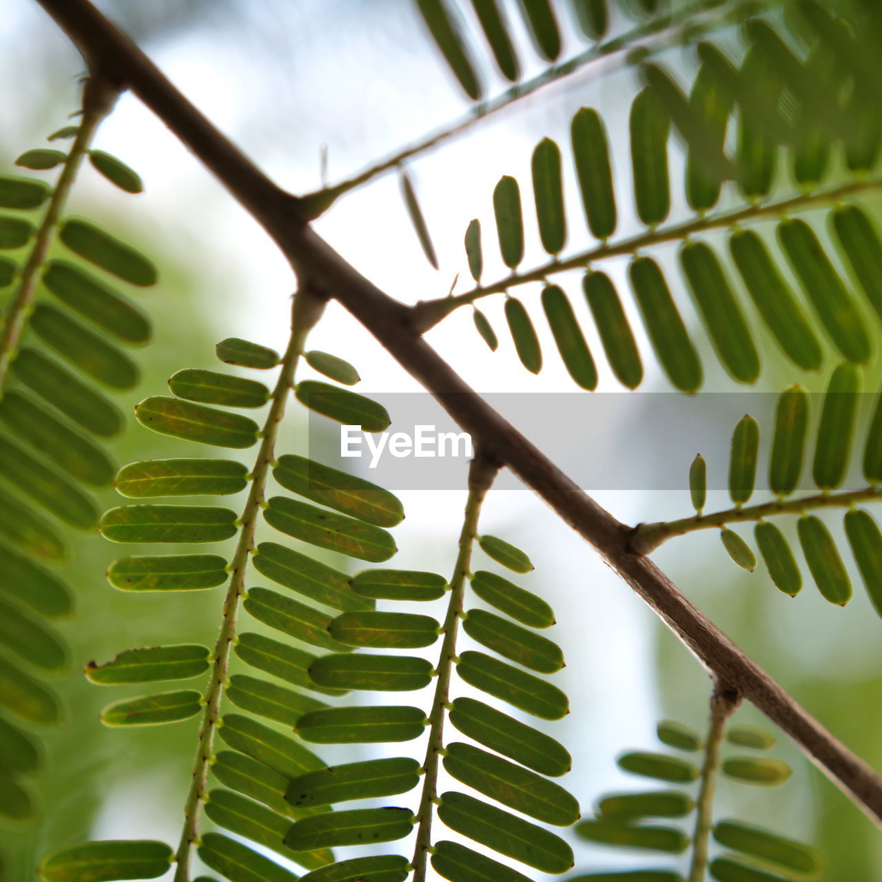 CLOSE-UP OF FERN LEAVES AGAINST PALM TREES