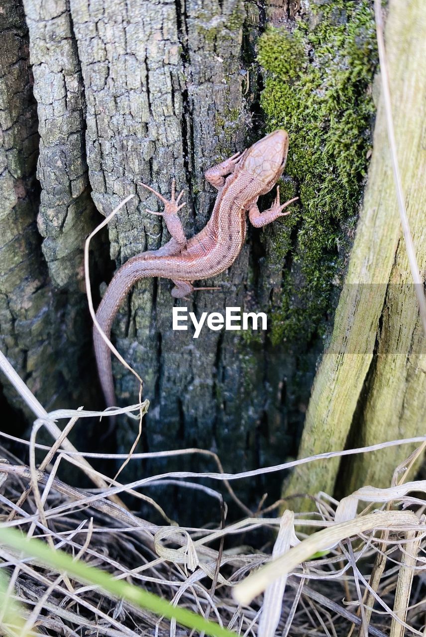 HIGH ANGLE VIEW OF LIZARD ON PLANTS