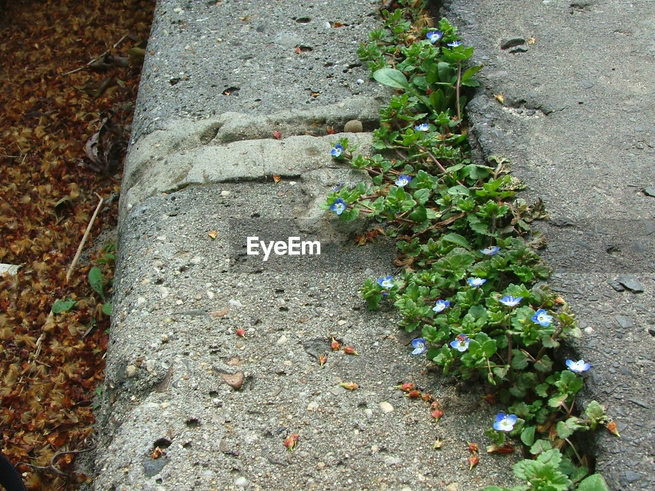 PLANT GROWING ON A WALL