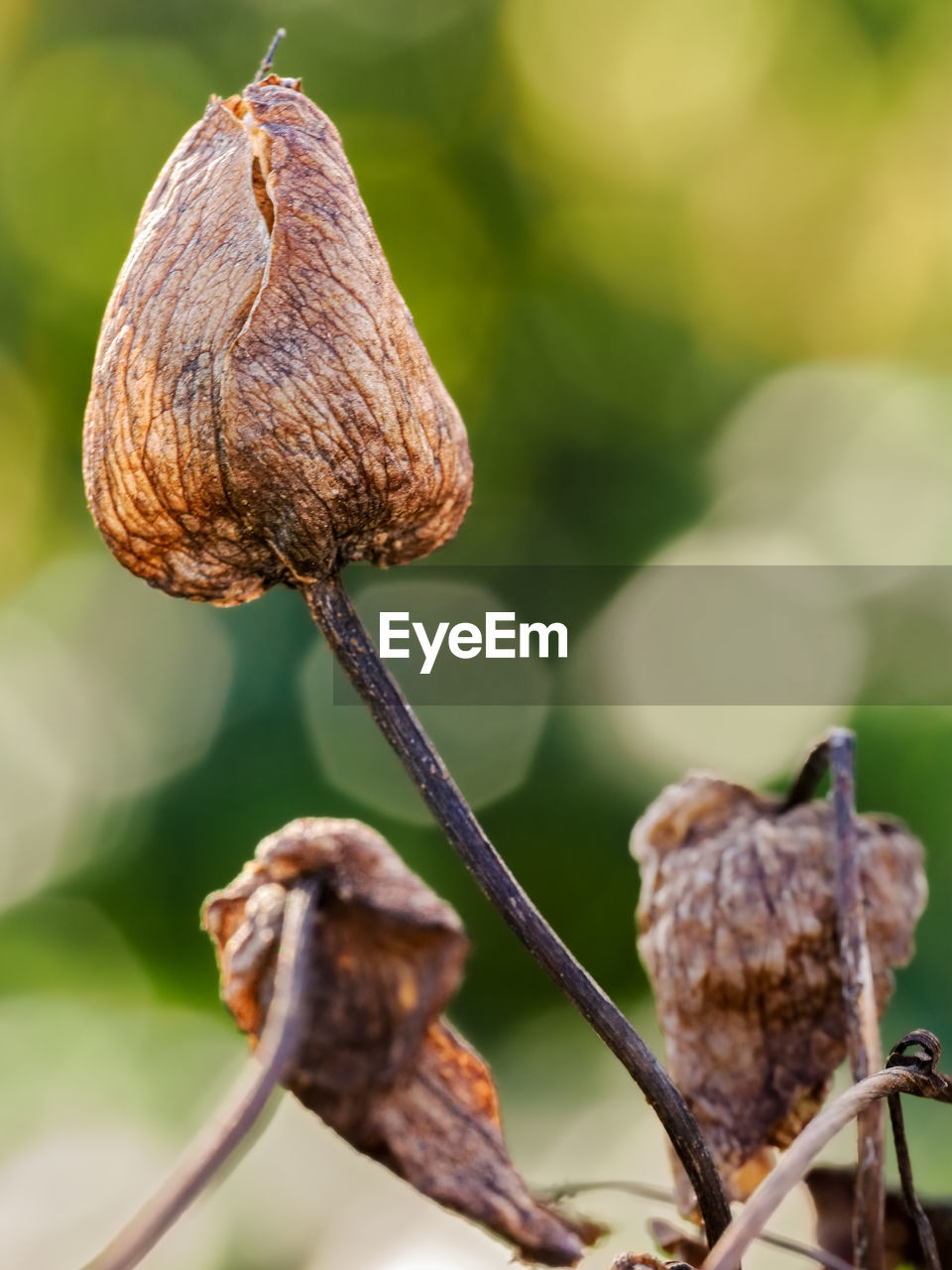leaf, close-up, plant, nature, focus on foreground, branch, food, flower, macro photography, tree, no people, food and drink, beauty in nature, outdoors, growth, brown, day, plant stem, plant part, freshness, healthy eating, dry, selective focus, vegetable, fruit, produce, land