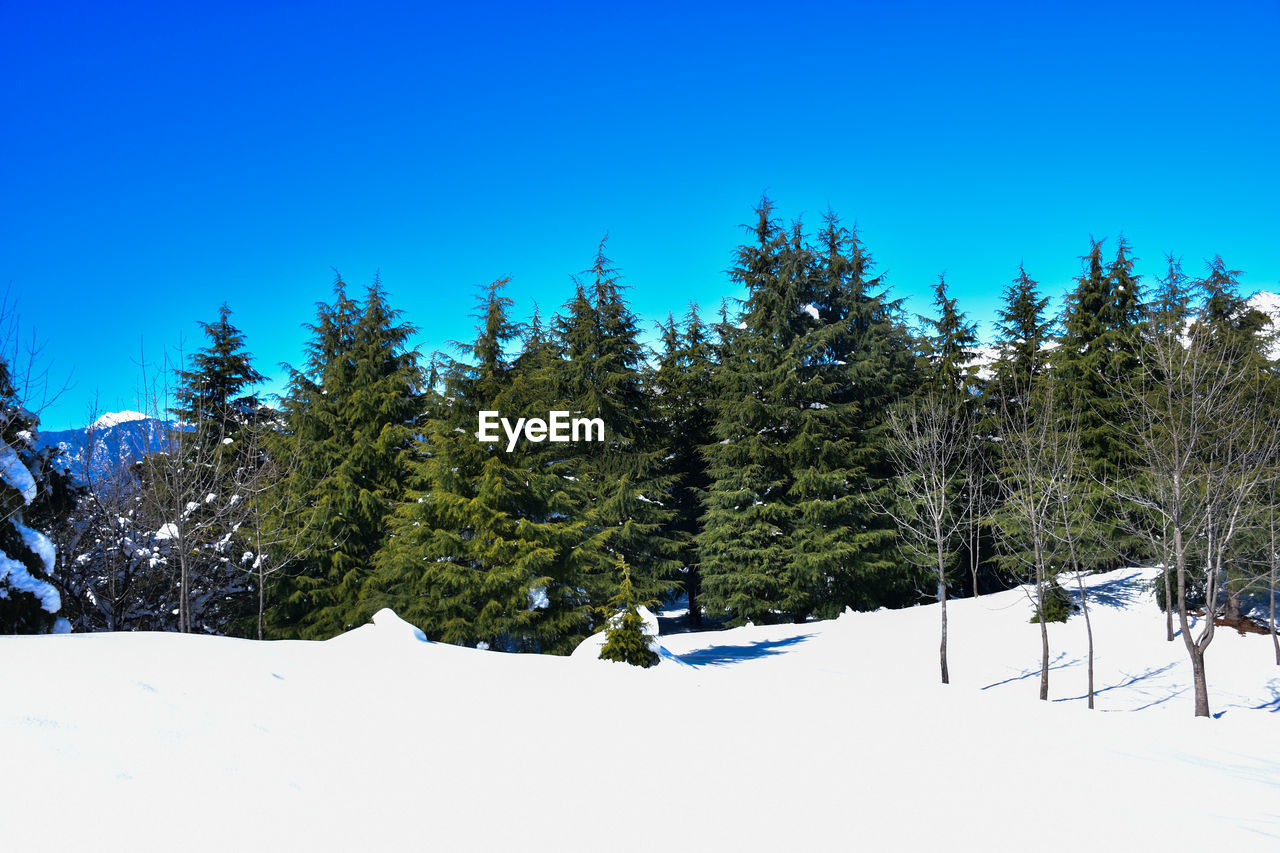 PINE TREES ON SNOW COVERED LAND AGAINST SKY