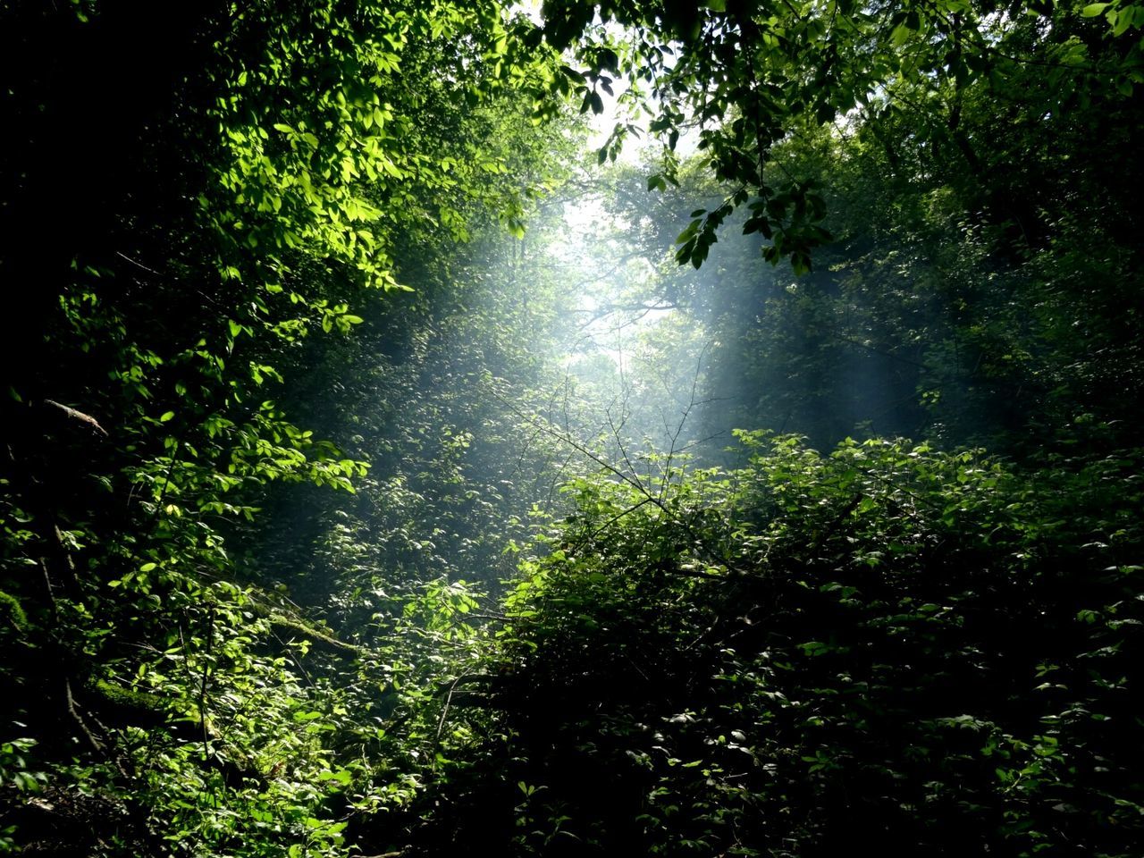 VIEW OF TREES IN FOREST