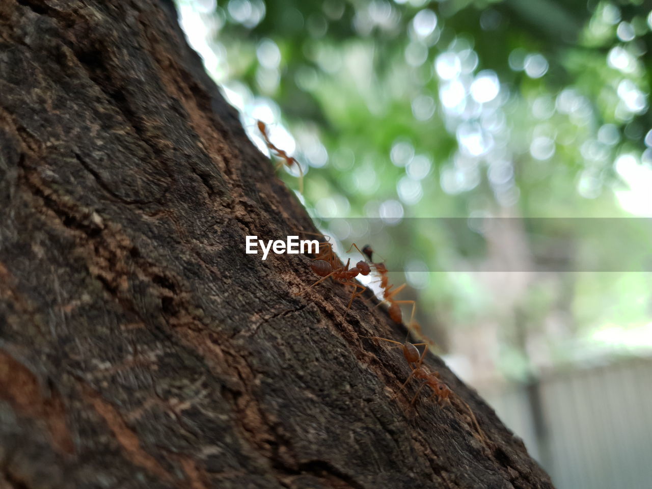 LOW ANGLE VIEW OF INSECT ON TREE