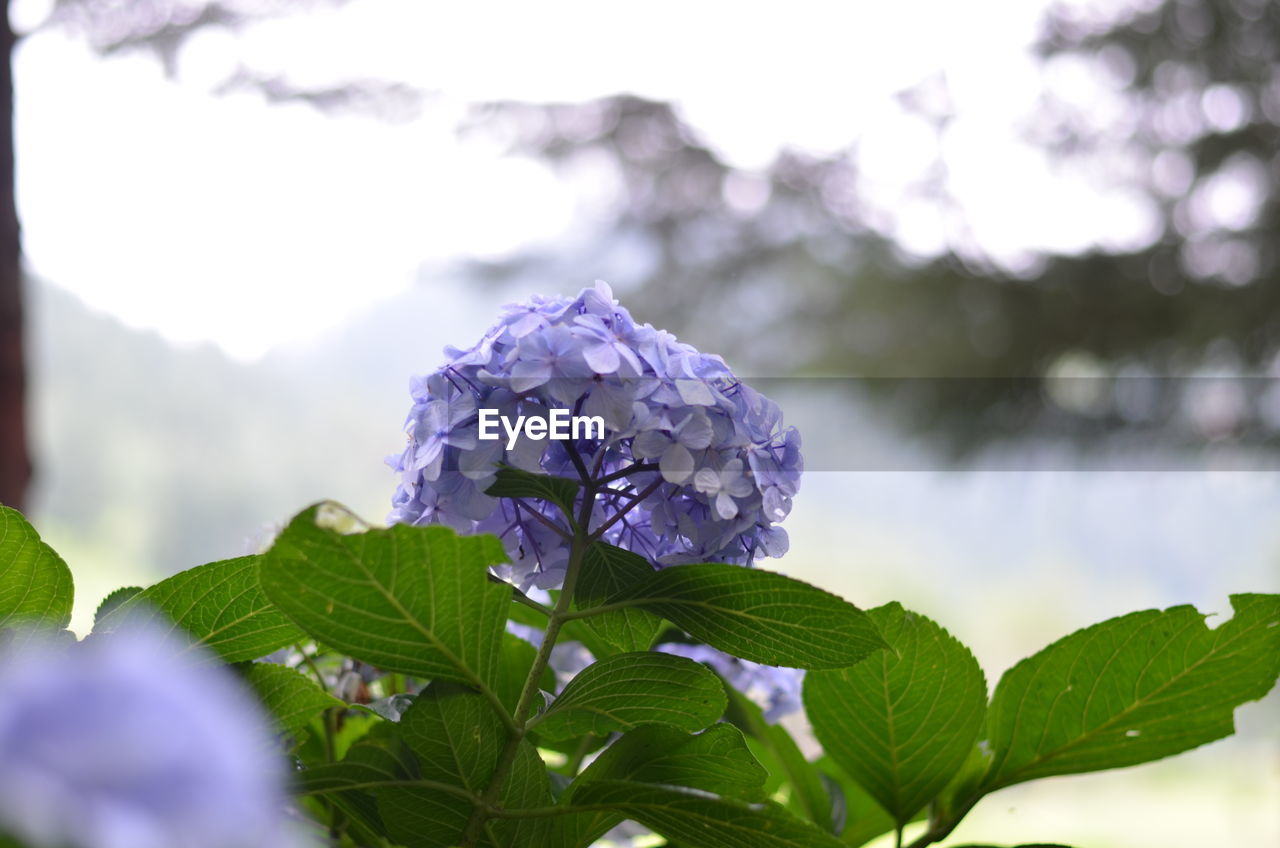Close-up of purple flowering plant