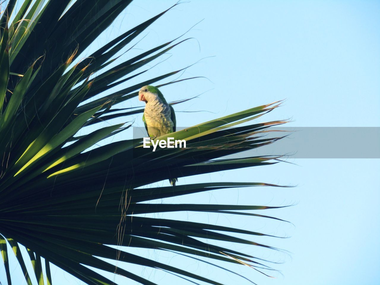 LOW ANGLE VIEW OF BIRD PERCHING ON PALM TREE AGAINST SKY