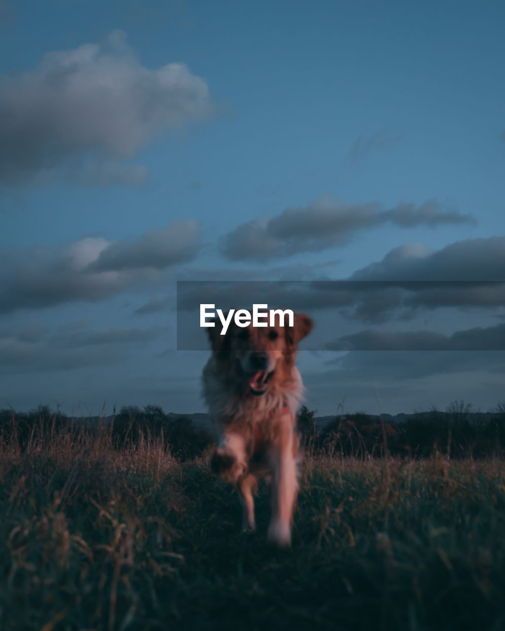 Close-up portrait of dog on grass