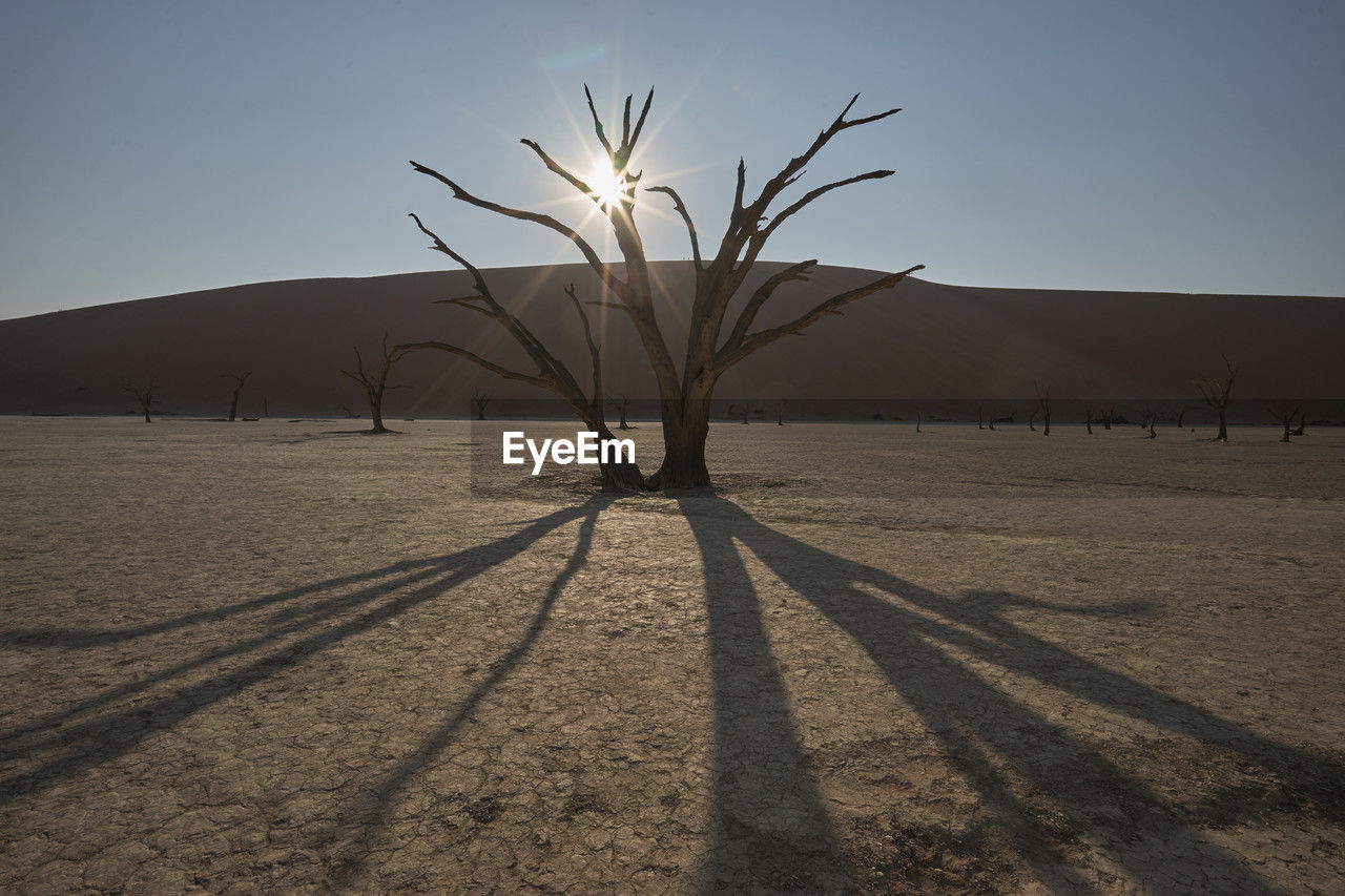 Dry tree against clear sky