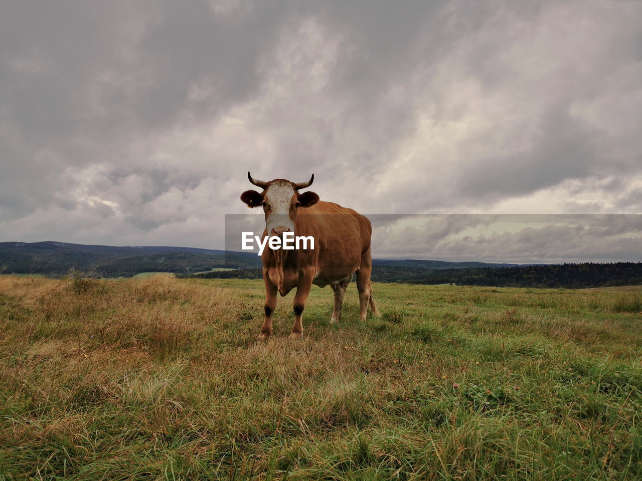 COWS ON FIELD