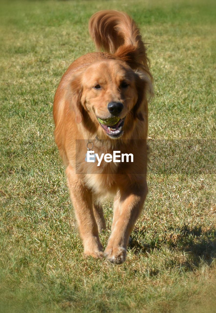 PORTRAIT OF DOG STANDING ON GRASSY FIELD