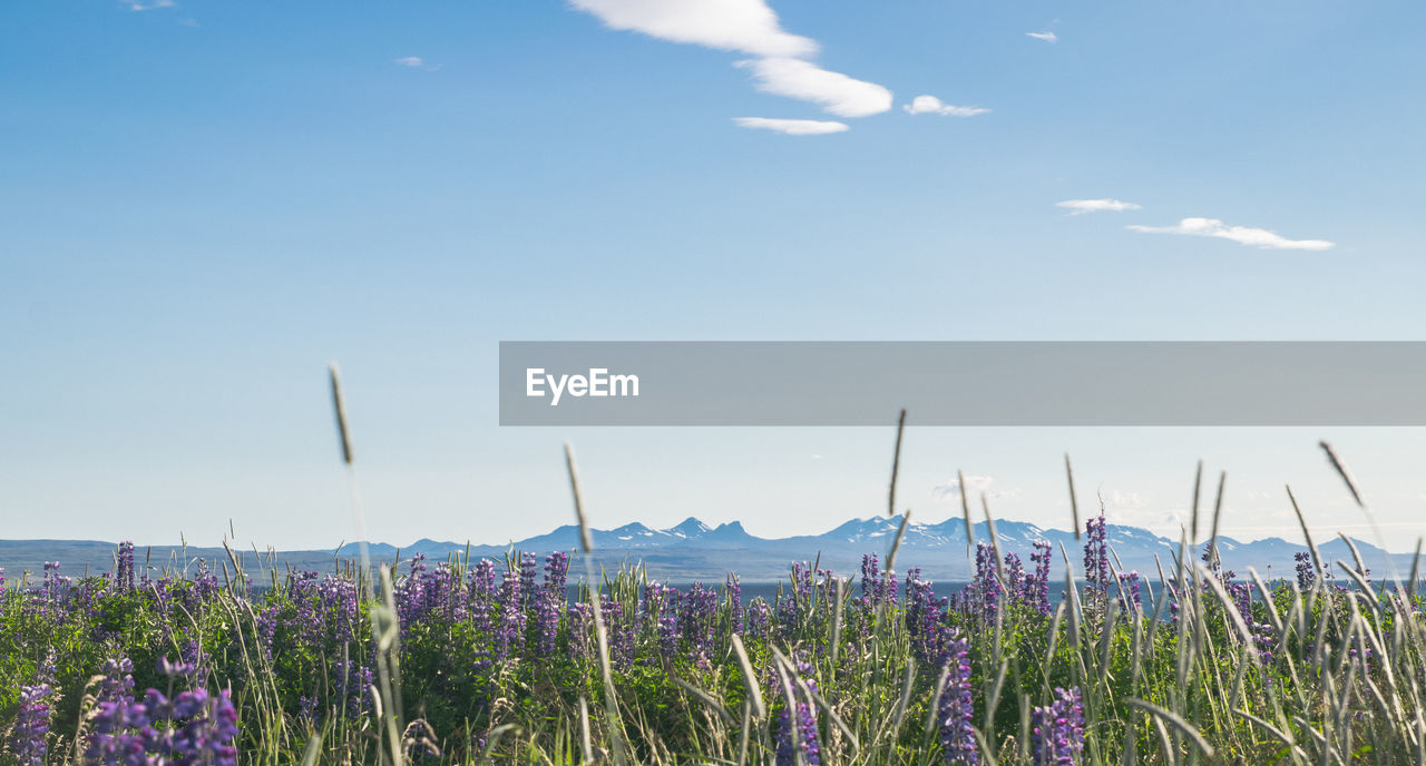 Close-up of oilseed rape field against blue sky