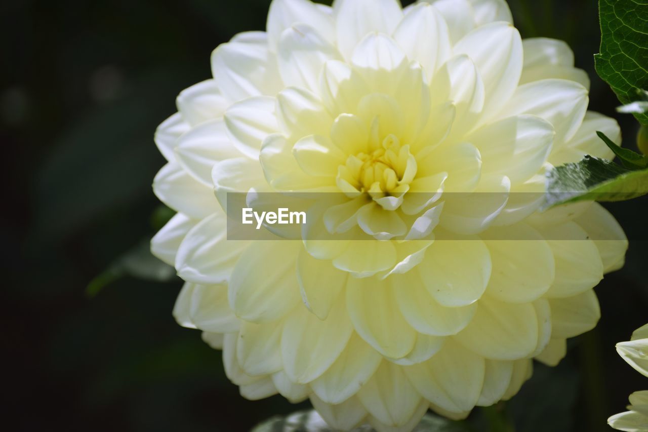 CLOSE-UP OF WHITE DAHLIA ON PLANT