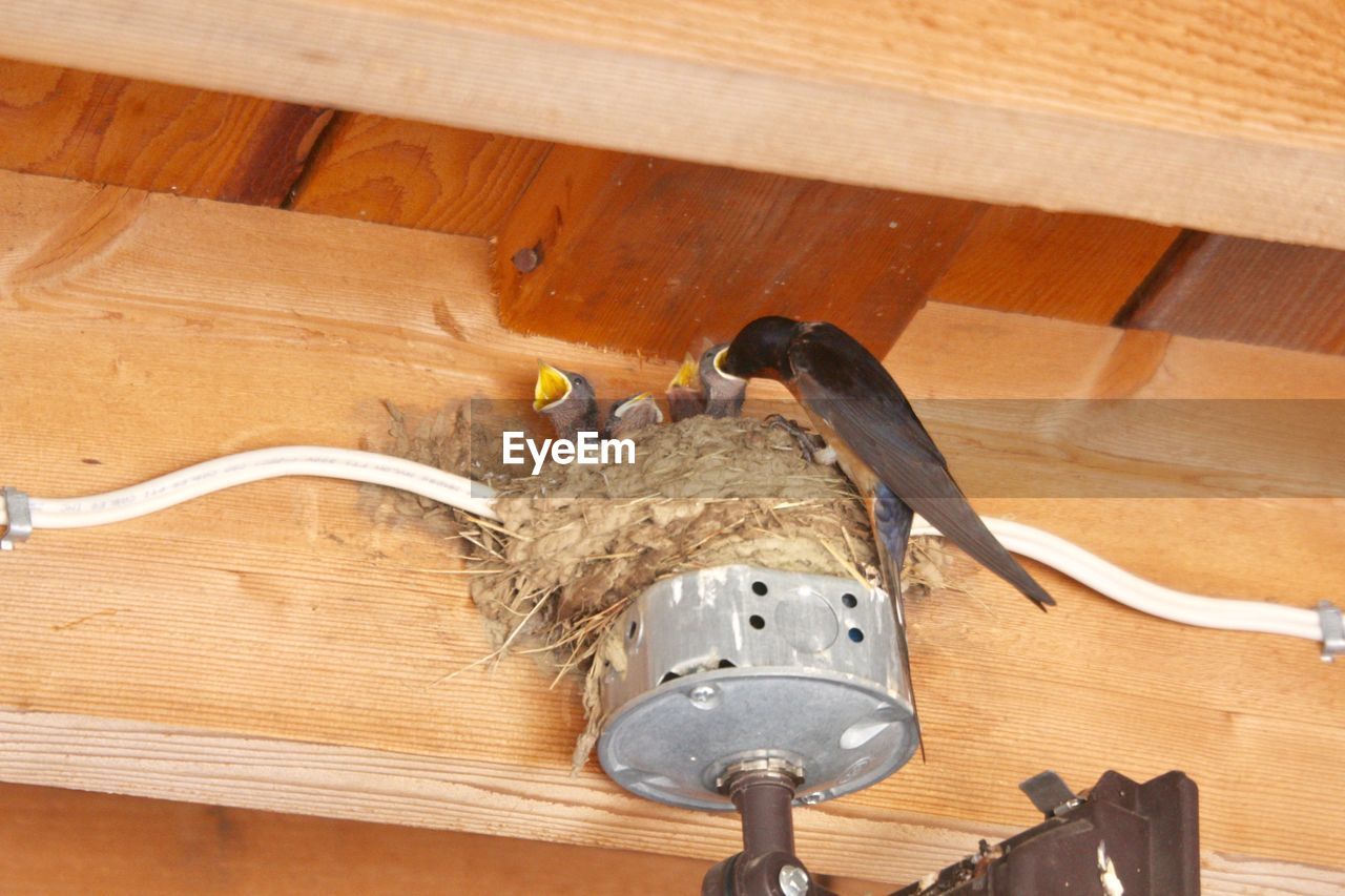 HIGH ANGLE VIEW OF BIRD ON WOODEN TABLE