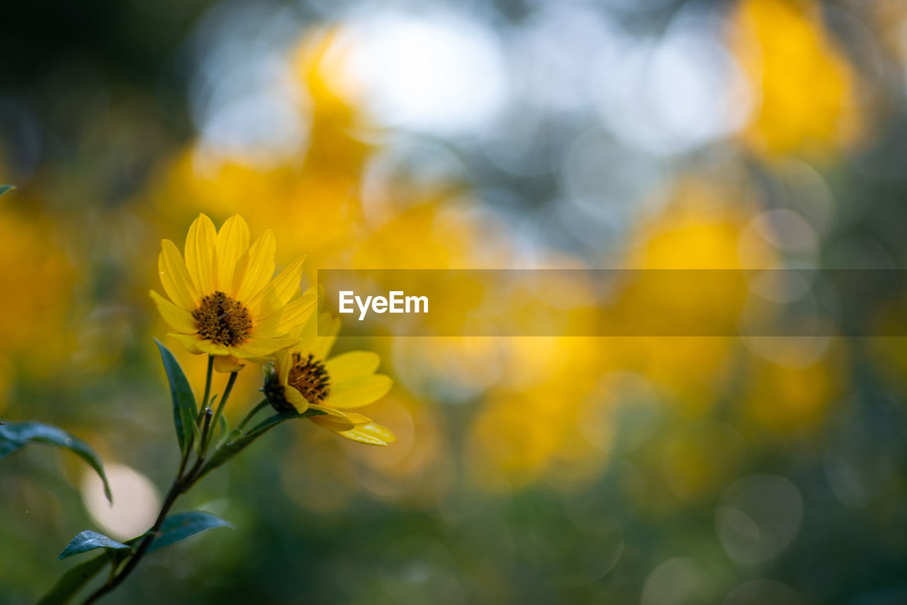 Close-up of yellow flowering plant