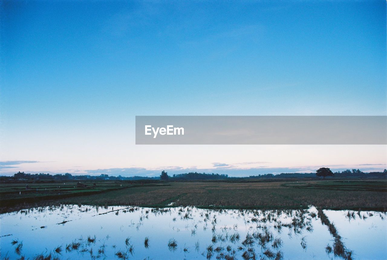 Scenic view of field against clear blue sky