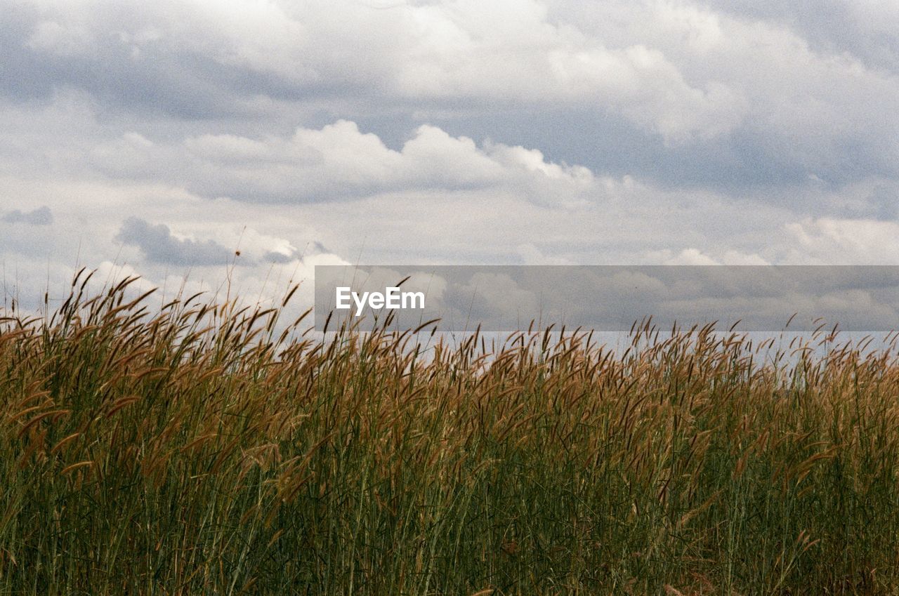 Scenic view of wheat field against sky