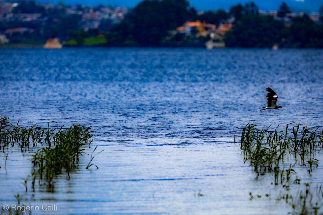 BIRD IN LAKE