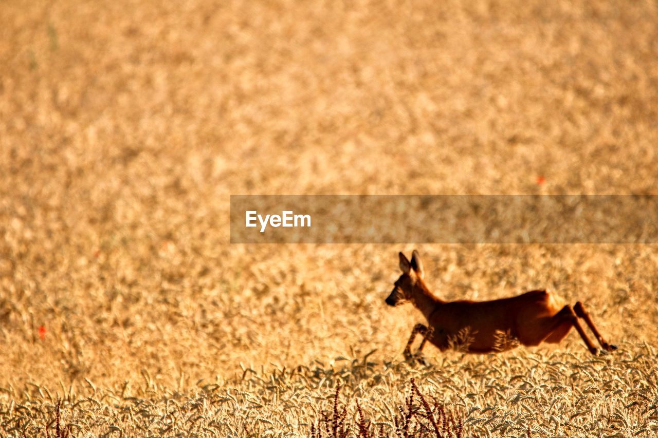 SIDE VIEW OF A DOG