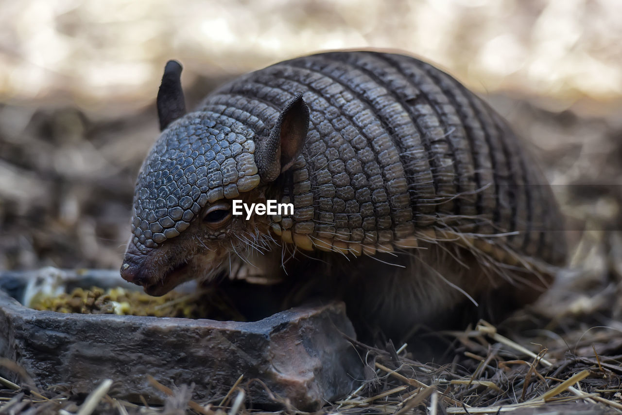 Close-up of armadillo on field