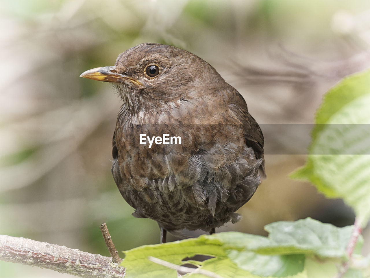 Close-up of a bird