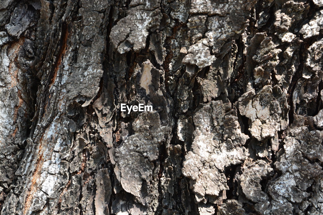 CLOSE-UP OF TREE TRUNK