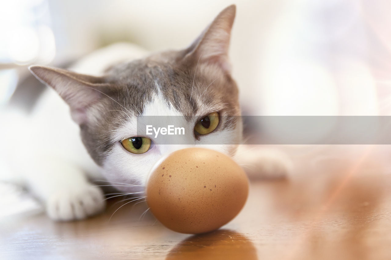 Portrait of cat and eggs