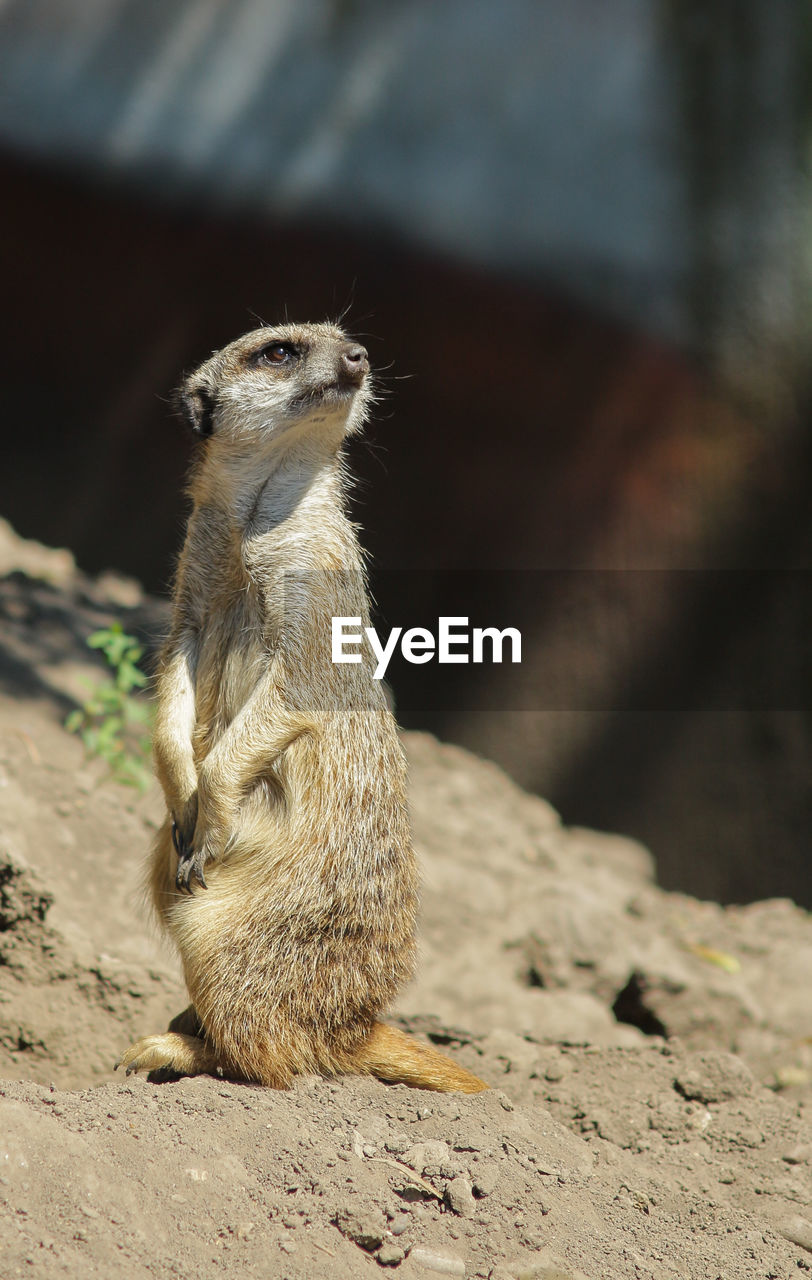 animal themes, animal, animal wildlife, meerkat, one animal, wildlife, mammal, close-up, no people, nature, whiskers, land, looking, alertness, rock, outdoors, focus on foreground, cute, squirrel, sand, portrait, day, rodent, standing, looking away, full length, sitting