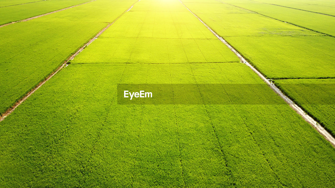 High angle view of green field